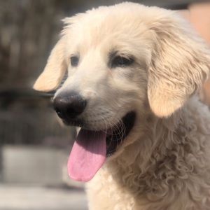 Meet your Posher, Tara